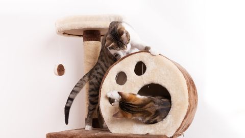 Zwei verspielte junge Katzen spielen zusammen auf einem Kratzbaum