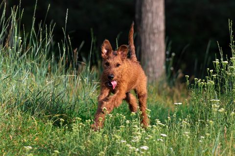 Hund Frankreich
