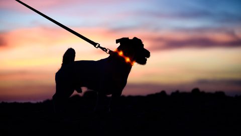 Leuchthalsband für Hunde