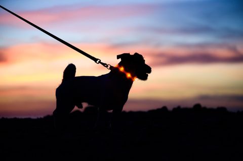 Leuchthalsband für Hunde