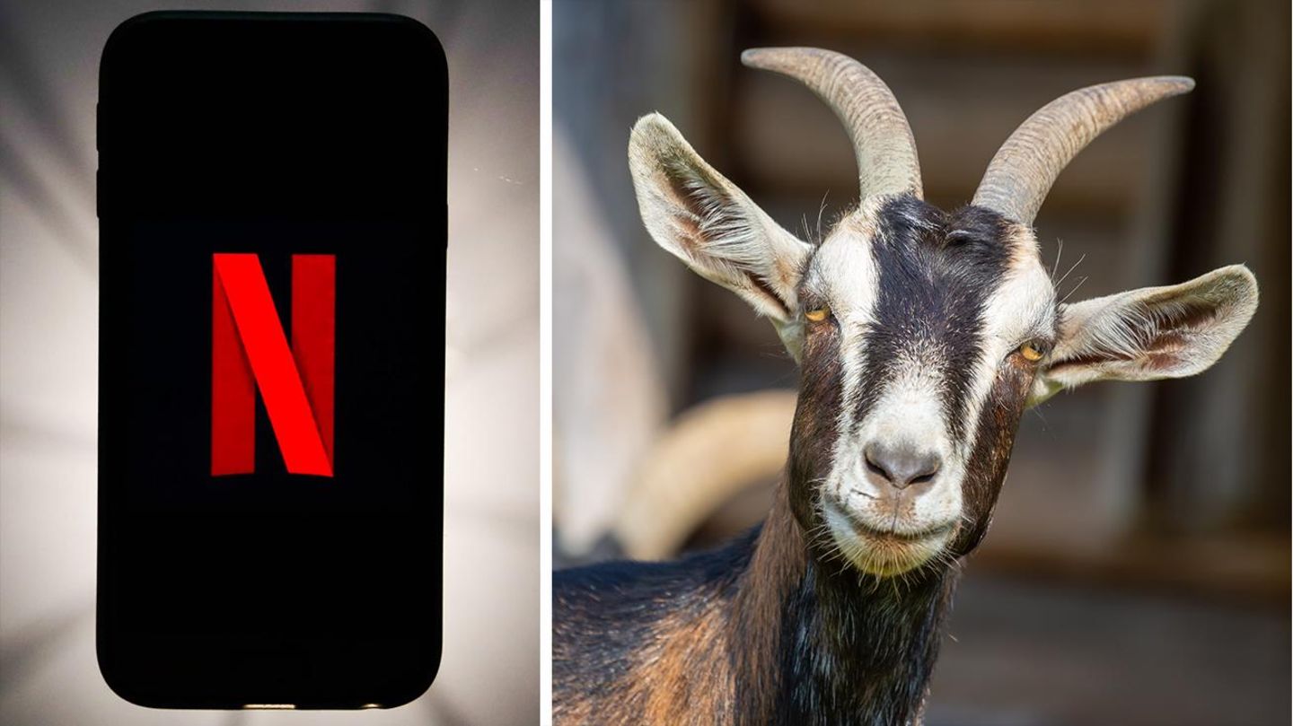 Das Netflix-Logo auf einem Telefon zusammen mit einer stoisch blickenden Ziege
