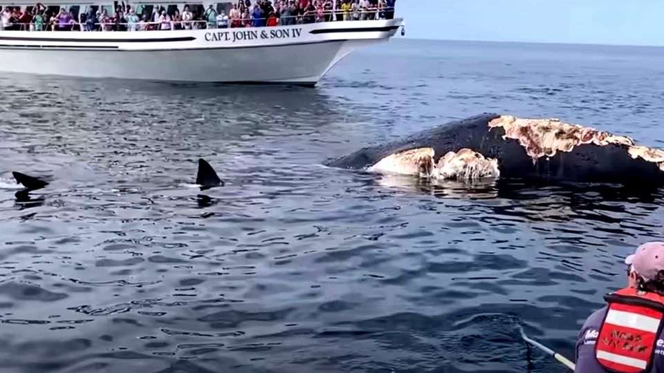 Weiße Haie machen sich über Kadaver eines Buckelwals her