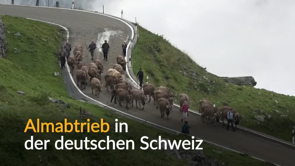 Video: Traditioneller Almabtrieb in der Schweiz Video: Traditioneller Almabtrieb in der Schweiz
