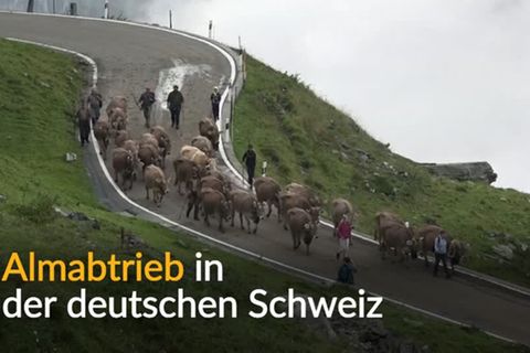 Video: Traditioneller Almabtrieb in der Schweiz