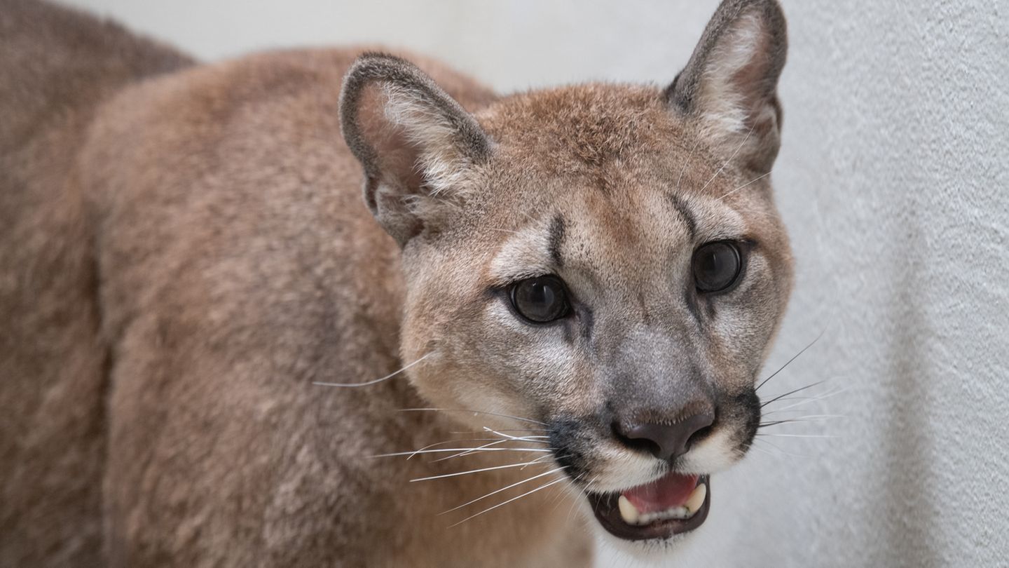 Dieses vom Bronx Zoo zur Verfügung gestellte Foto zeigt einen Puma im Bronx Zoo