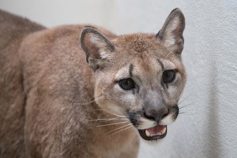 Dieses vom Bronx Zoo zur Verfügung gestellte Foto zeigt einen Puma im Bronx Zoo