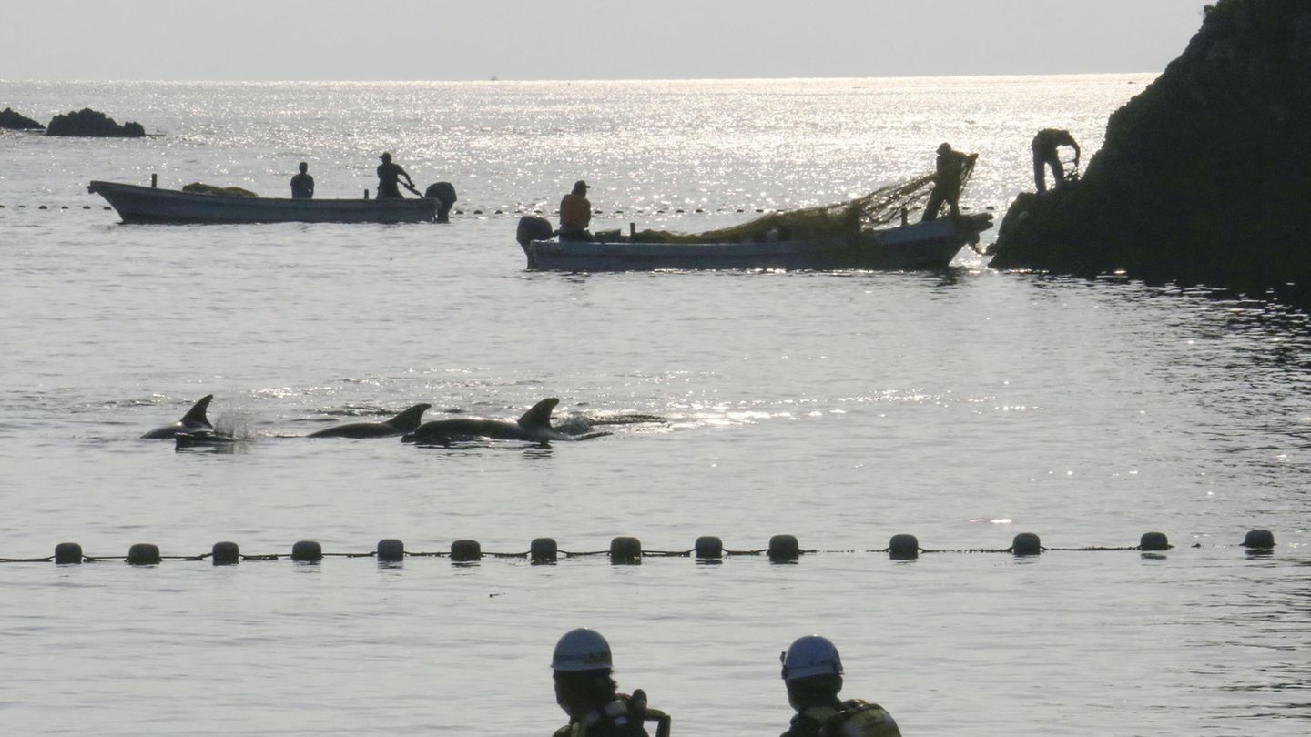 Die erste Treibjagd der Saison in Taiji, Japan