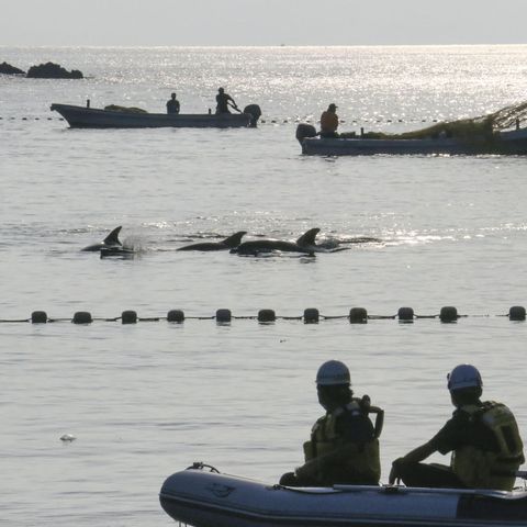Die erste Treibjagd der Saison in Taiji, Japan