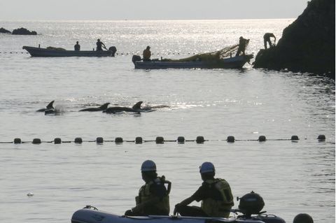 Die erste Treibjagd der Saison in Taiji, Japan