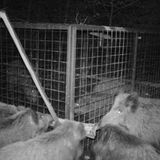 Die ganze Rotte schiebt am Balken.