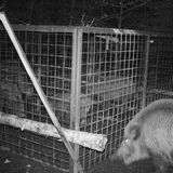 Die große Sau rammt den Verschluss.