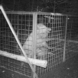 Quiek! Die Ferkel sind gefangen.