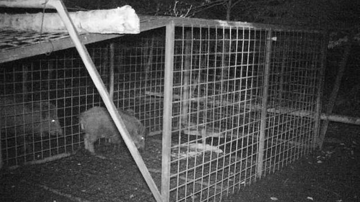 Angelockt vom Mais tappen die Ferkel in die Falle.