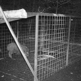 Angelockt vom Mais tappen die Ferkel in die Falle.