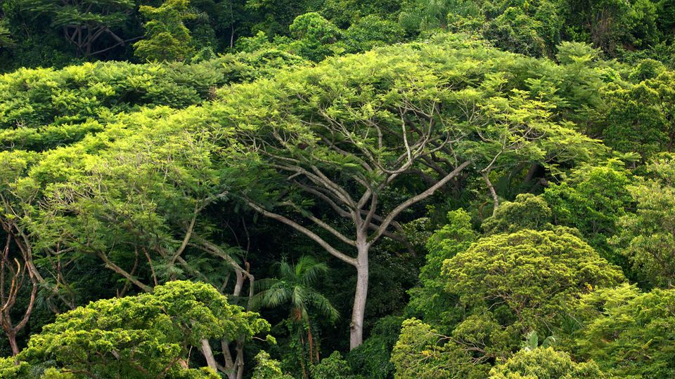 Immer mehr Bäume im Regenwald – hier auf der Ilha do Cardoso im brasilianischen Bundesstaat São Paulo – fallen Abholzungen zum Opfer