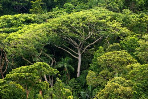 Immer mehr Bäume im Regenwald – hier auf der Ilha do Cardoso im brasilianischen Bundesstaat São Paulo – fallen Abholzungen zum Opfer