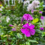 Die starke Farbdarstellung des Samsung Galaxy Flip3 überzeugt, auch bei schwierigen Makroaufnahmen. Allerdings wirken die Farben auf dem Bildschirm des Gerätes selbst erheblich greller. Hier auch schön zu sehen: der gut wirkende Tiefenunschärfe-Effekt (Bokeh).