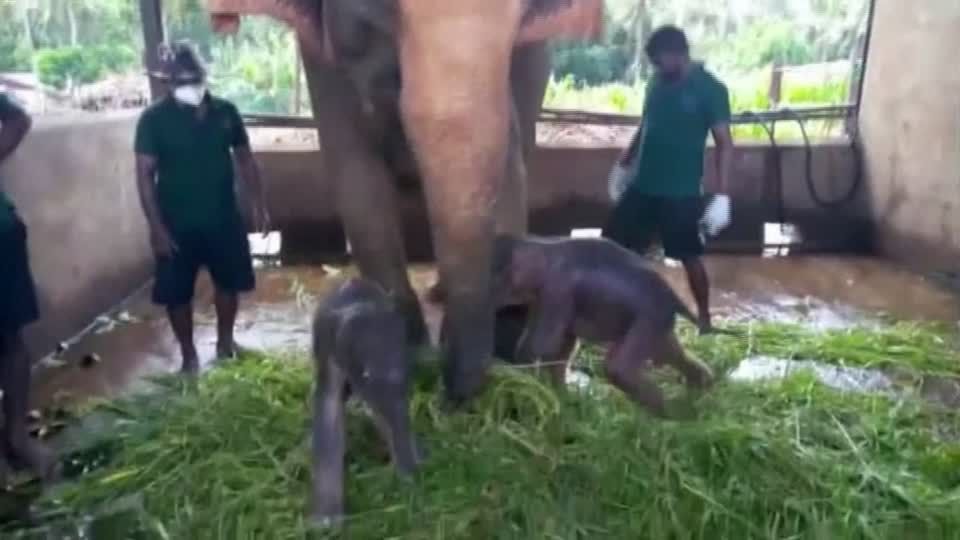 Video: Seltene Elefantengeburt in Sri Lanka