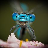 Sieht dieses Tier nicht 1:1 aus, als hätte es gerade in einem Disney-Zeichentrickfilm eine neue Welt entdeckt?