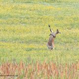 Ganz schön theatralisch sieht es aus, was dieses Känguru mitten im Feld veranstaltet