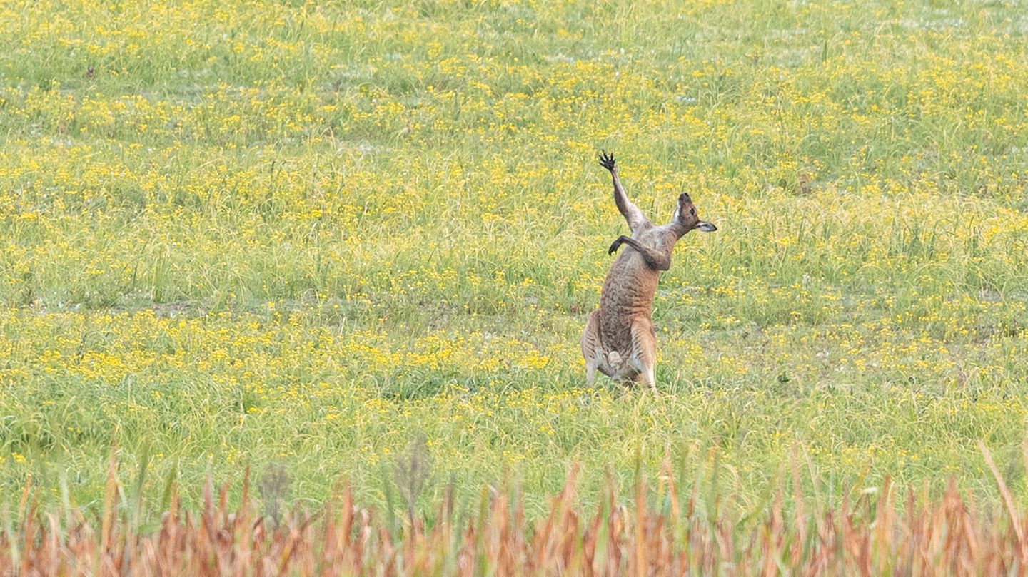 Ganz schön theatralisch sieht es aus, was dieses Känguru mitten im Feld veranstaltet