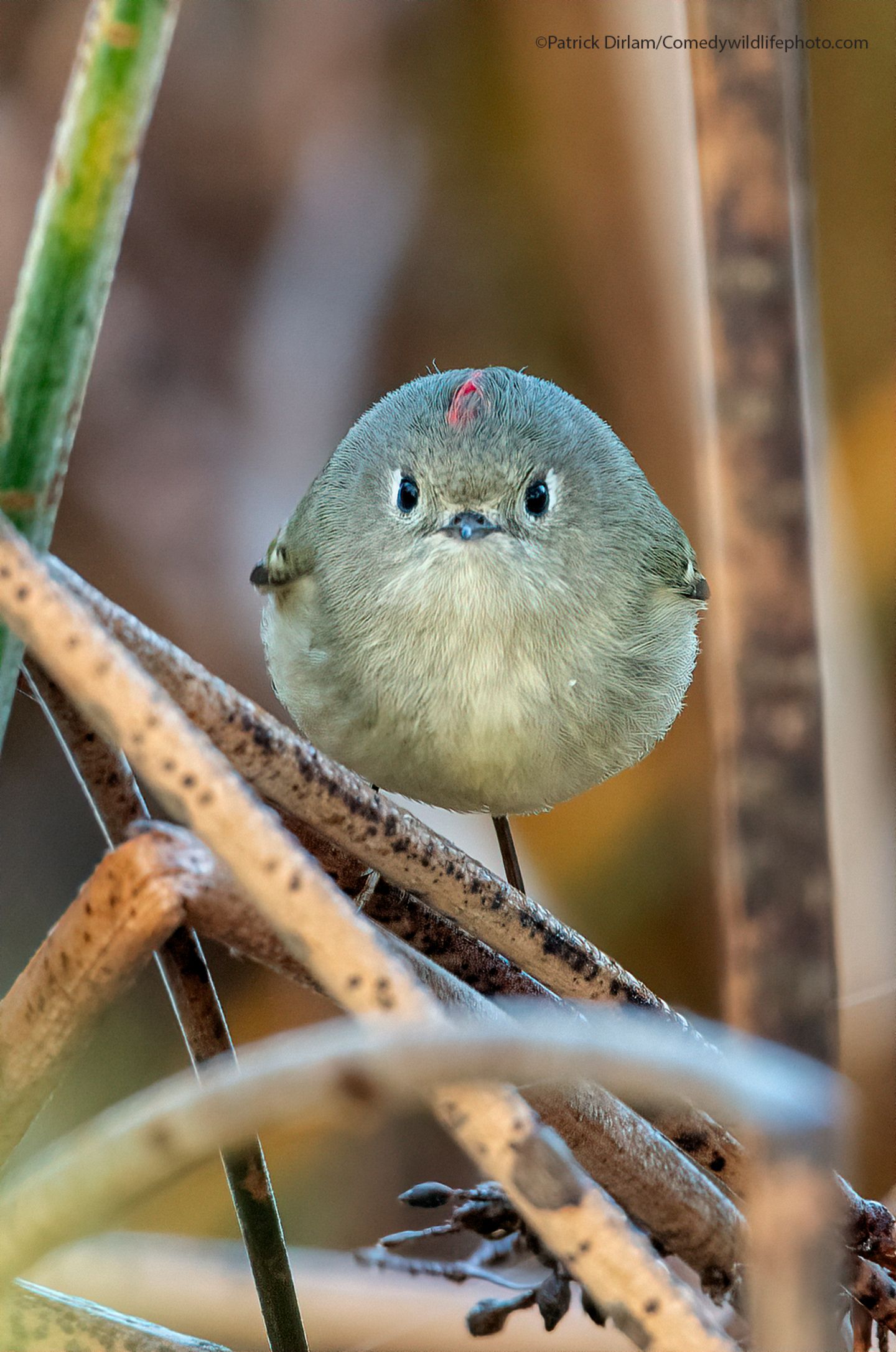 Wer kann dieses Foto ansehen, ohne an "Angry Birds" zu denken?