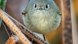 Wer kann dieses Foto ansehen, ohne an "Angry Birds" zu denken?