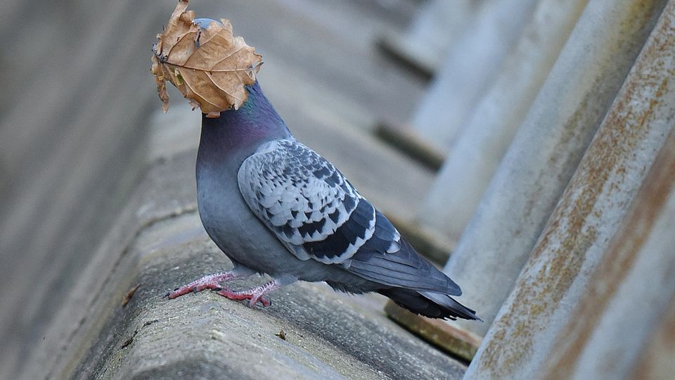 Comedy Wildlife Photography Awards: Eine Taube hat sprichwörtlich einen Balken vor dem Kopf Eine Taube hat sprichwörtlich einen Balken vor dem Kopf