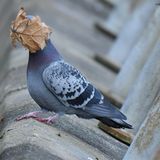 Eine Taube hat sprichwörtlich einen Balken vor dem Kopf