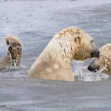 Aufmerksamkeit um jeden Preis will anscheinend dieser Eisbär haben