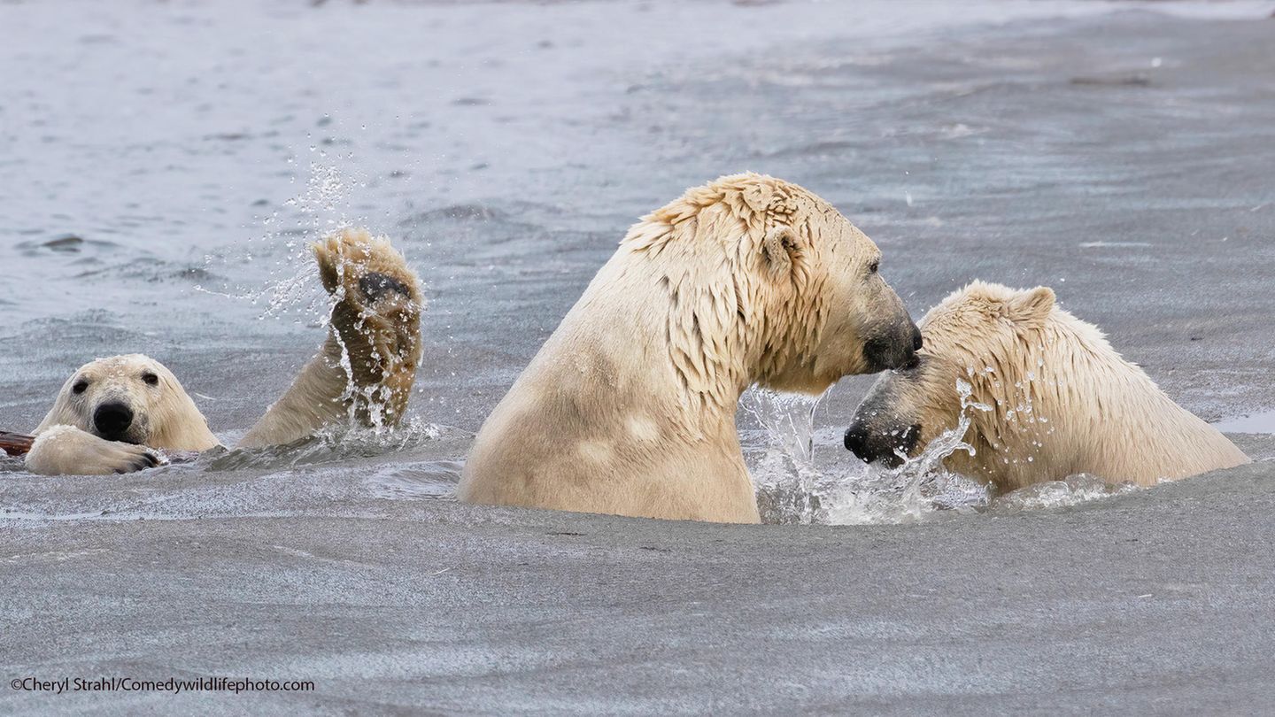 Aufmerksamkeit um jeden Preis will anscheinend dieser Eisbär haben
