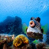 So pralle Lippen sieht man normalerweise nur in Dating-Shows im Privatfernsehen