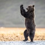 Zu einem kleinen Tänzchen sagt auch dieser Bär nicht nein