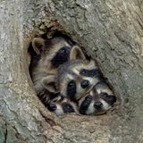 So sieht es in jedem Auto aus, wenn es in den Urlaub geht