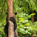 Eigentlich gehört dieses Foto nicht in die Reihe, schließlich ist gar kein Tier darauf zu sehen. Oder?