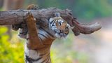 Dieser Tiger möchte anscheinend als Influencer auf Instagram durchstarten
