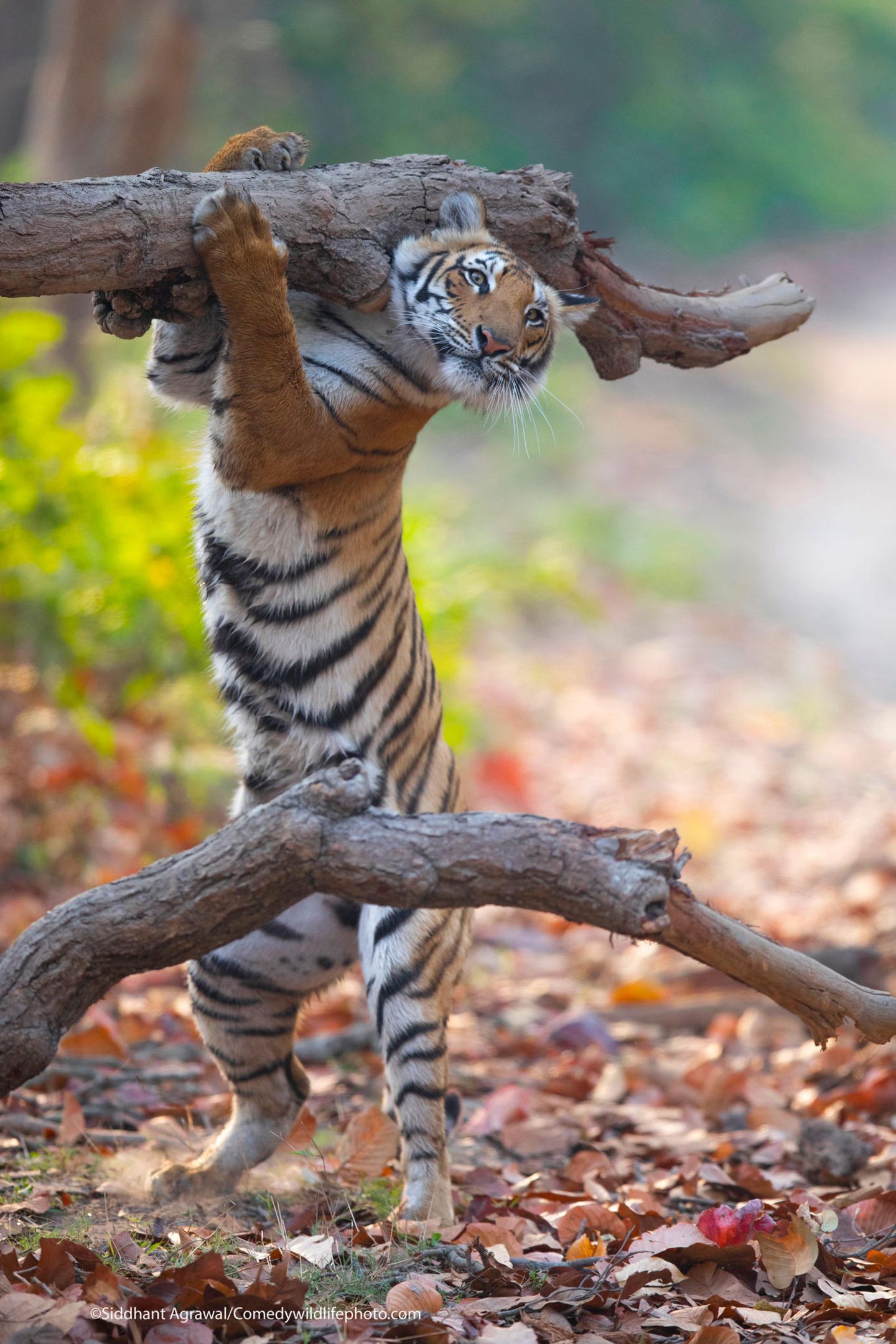 Dieser Tiger möchte anscheinend als Influencer auf Instagram durchstarten