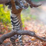 Dieser Tiger möchte anscheinend als Influencer auf Instagram durchstarten