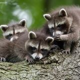 Kannst du ein Geheimnis für dich behalten?