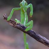 Diese Pose haben wir schon in Superhelden-Comics gesehen