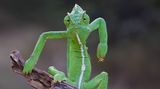 Diese Pose haben wir schon in Superhelden-Comics gesehen