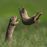 Scheinbar schwerelos wirbelt dieser kleine Nager durch die Luft