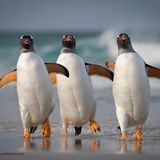 Baywatch kann einpacken