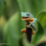 Ein Frosch mit Maulsperre – was mag er wohl entdeckt haben?