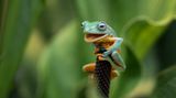Ein Frosch mit Maulsperre – was mag er wohl entdeckt haben?