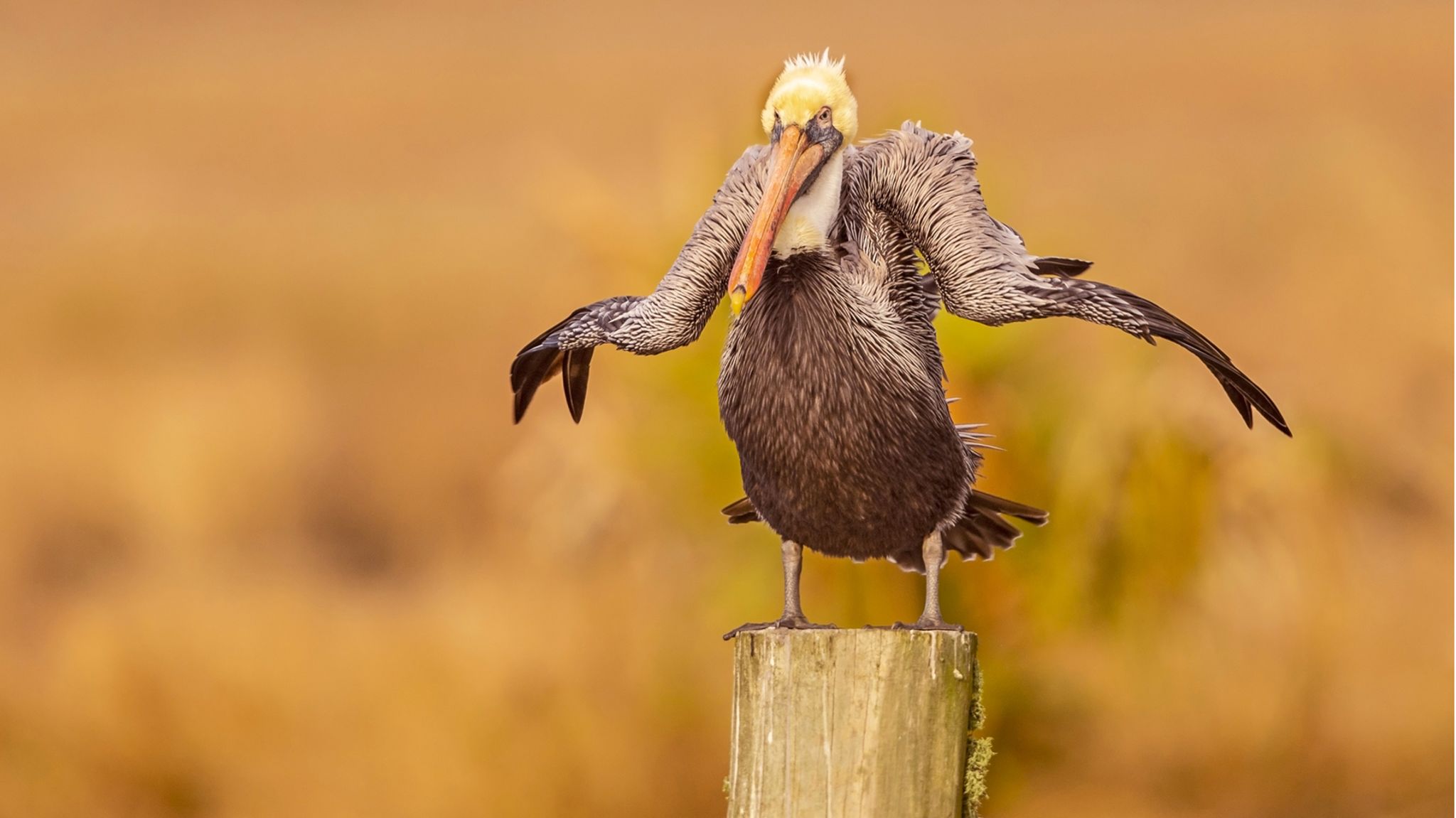 Unfreiwillig komisch: Fotowettbewerb zeigt die lustigsten Tierfotos des  Jahres