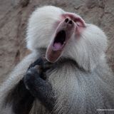 Der unbekanntere der drei Tenöre