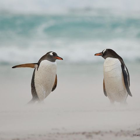 Wo gehts hier zum Strand?