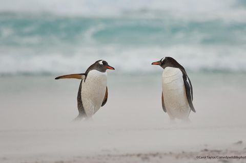 Wo gehts hier zum Strand?
