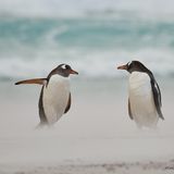 Wo gehts hier zum Strand?